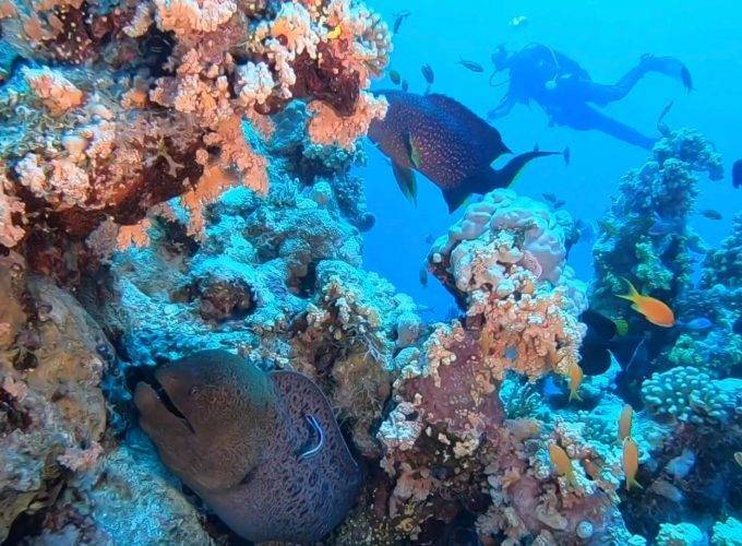 DIVING IN SHARM EL SHEIKH