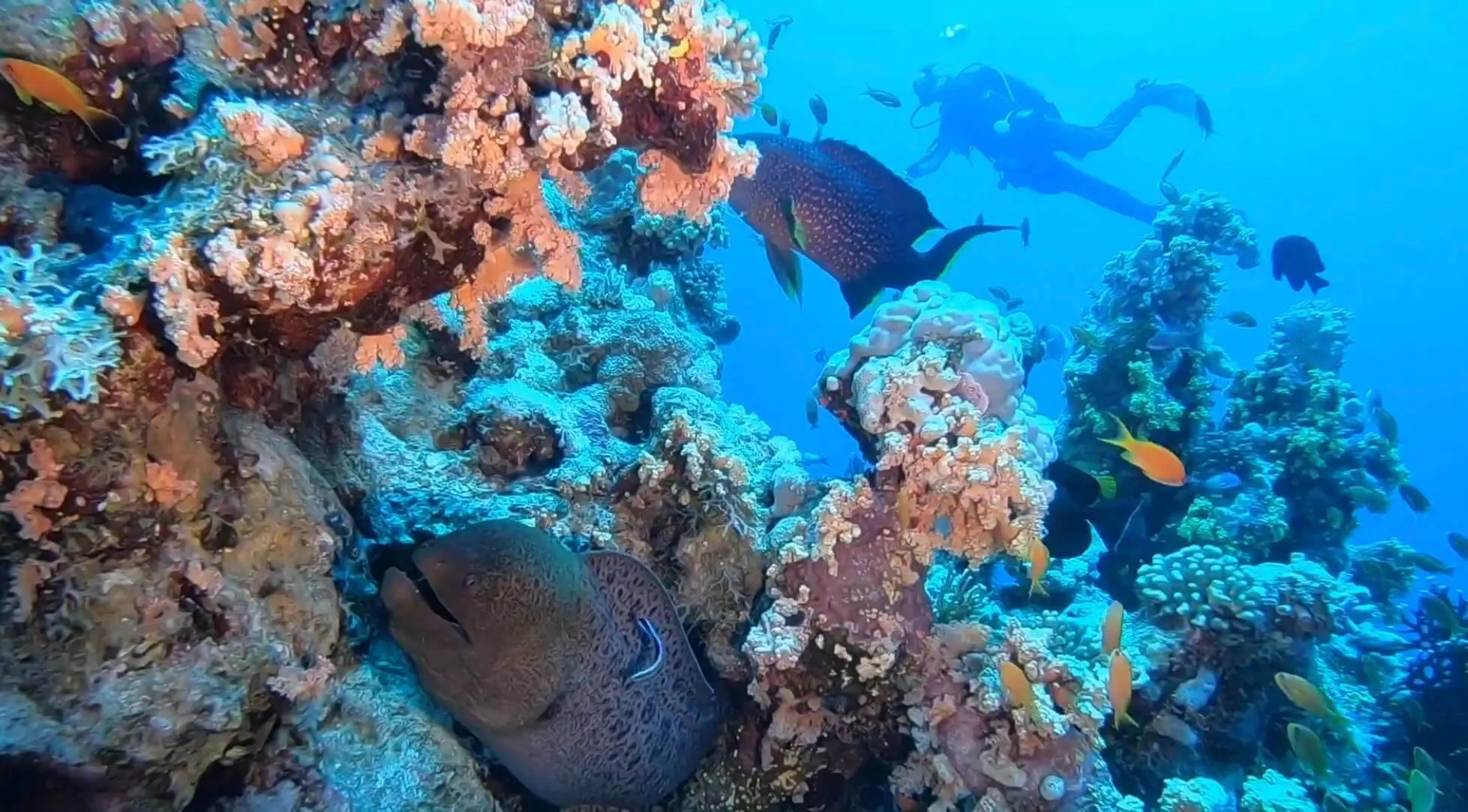 INTRODUCTORY DIVING IN SHARM EL SHEIKH