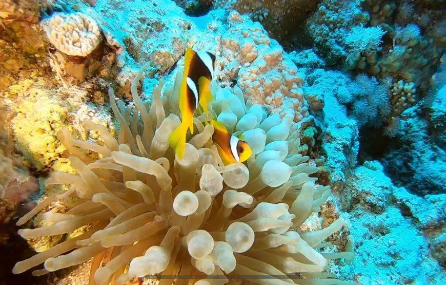 INTRODUCTORY DIVING IN SHARM EL SHEIKH