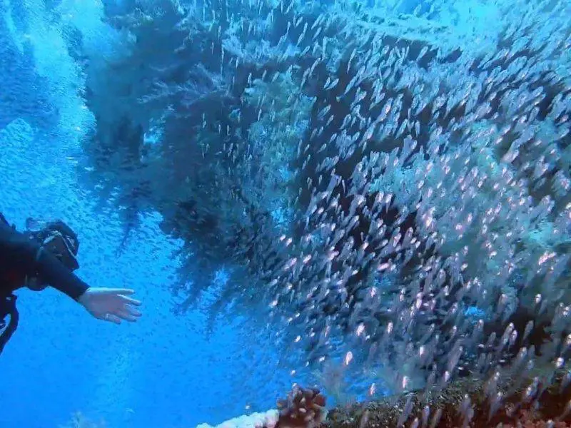 DIVING IN SHARM EL SHEIKH