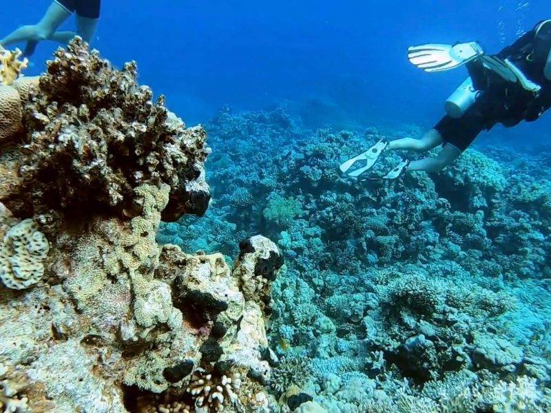 DIVING IN SHARM EL SHEIKH