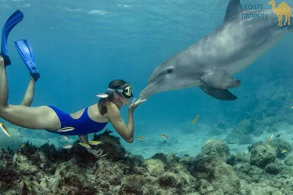 Dolphin House in Marsa Alam