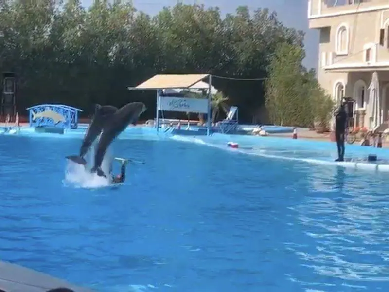 Dolphin Show in Sharm El Sheikh
