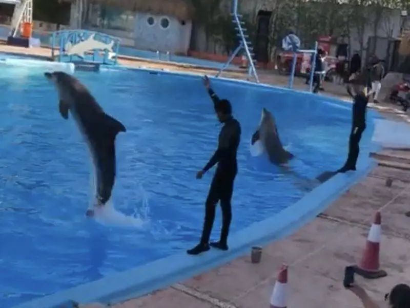 Dolphin Show in Sharm El Sheikh