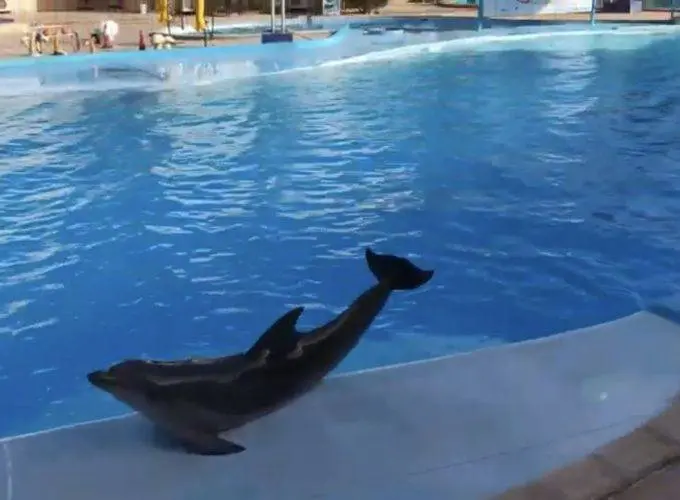 Dolphin Show in Sharm El Sheikh