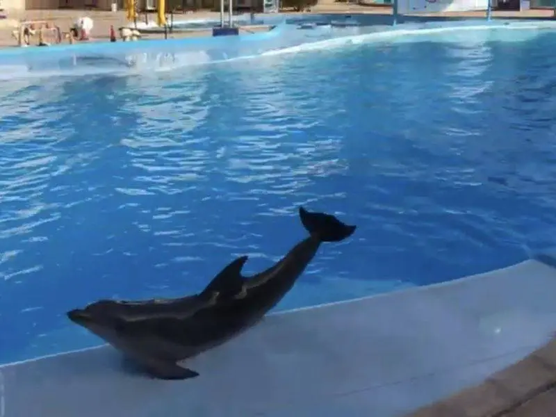 Dolphin Show in Sharm El Sheikh