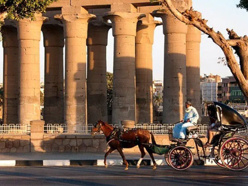 Horse Carriage Luxor