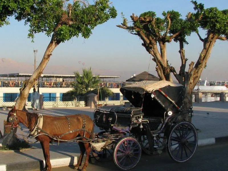 horse-and-carriage-ride-luxor-corniche