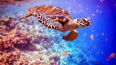 Marsa Alam