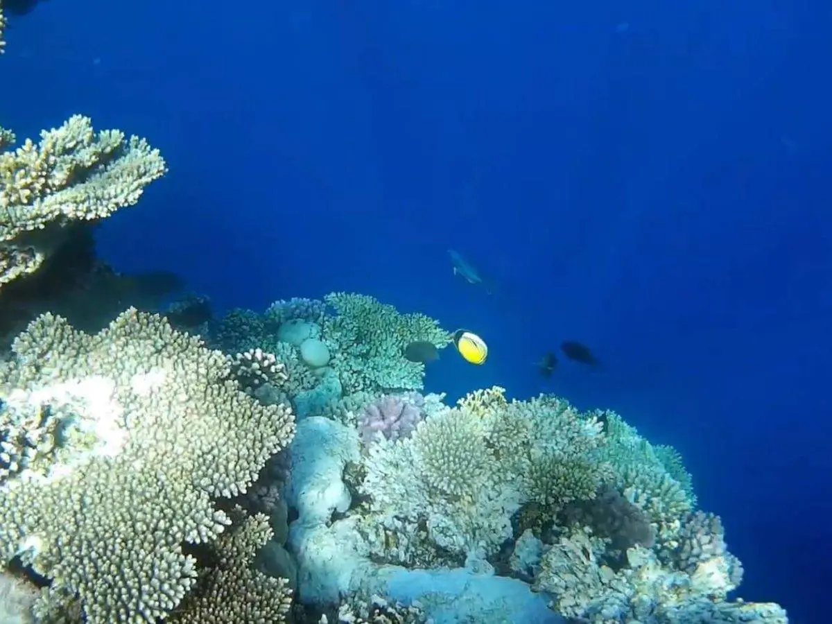 Snorkeling Trip in Ras Mohammed by Bus