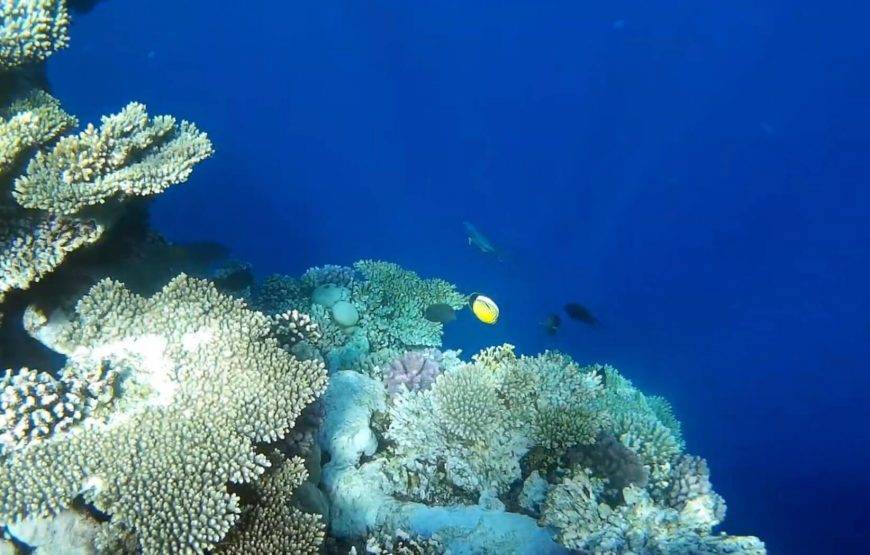 Snorkeling Trip in Ras Mohammed by Bus