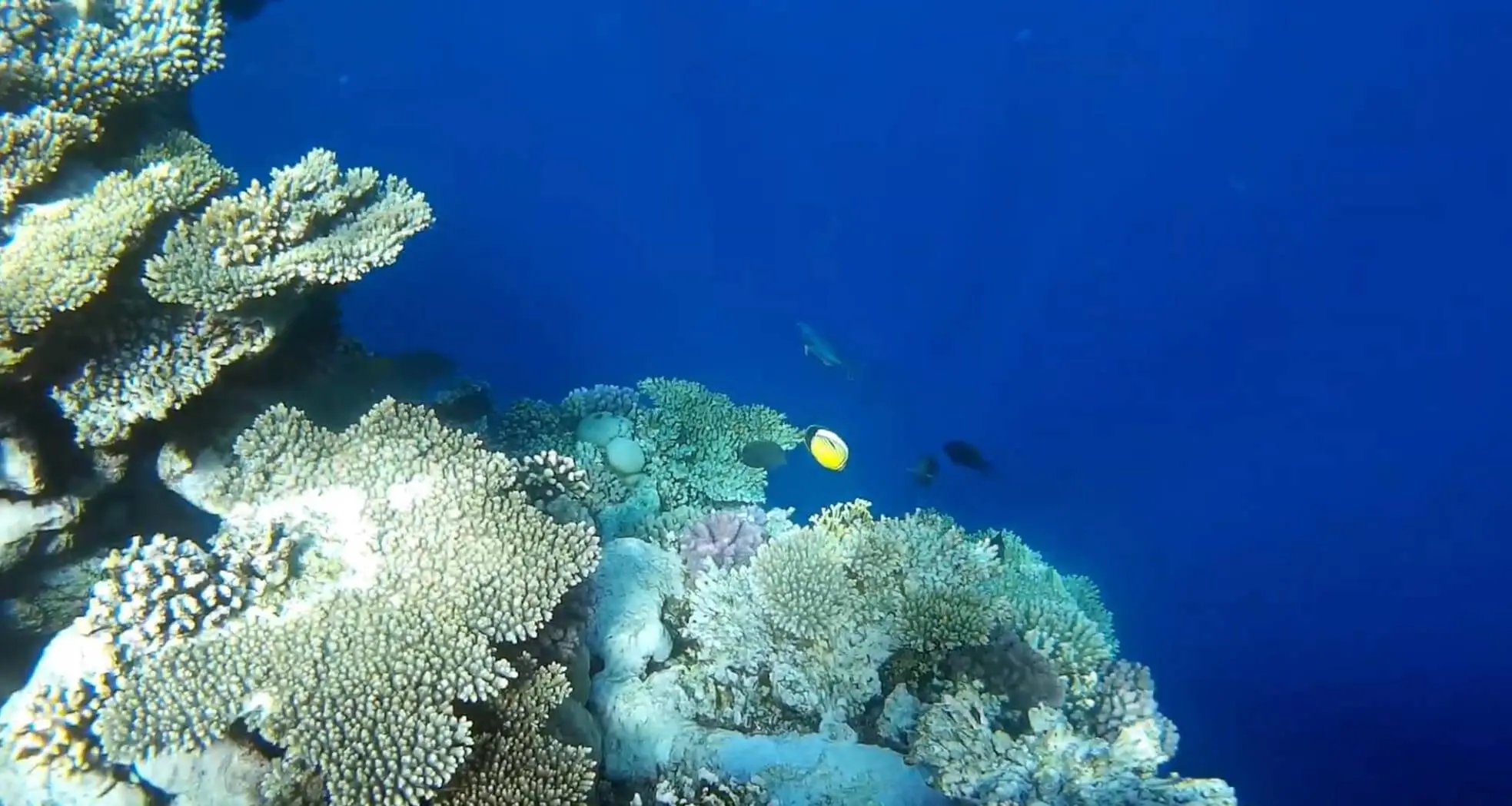 Snorkeling Trip in Ras Mohammed by Bus