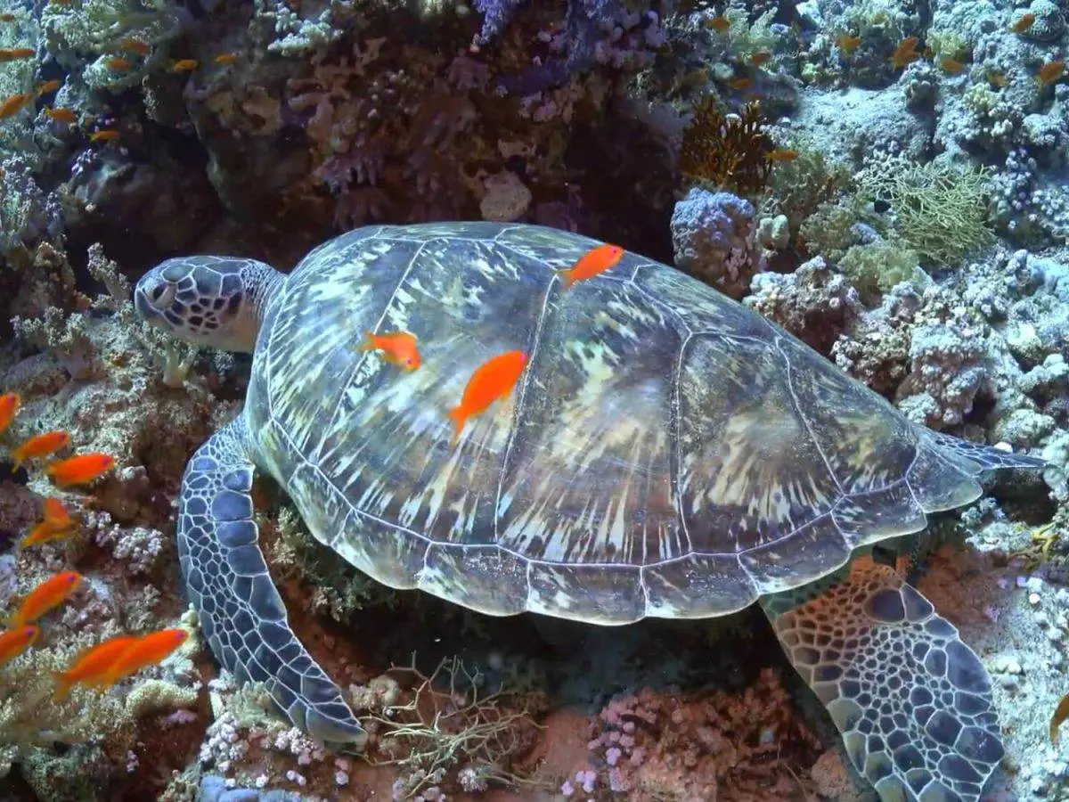 Snorkeling Trip to Tiran Island