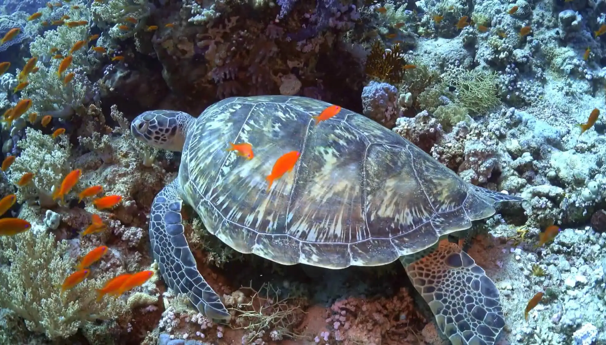 Snorkeling Trip to Tiran Island