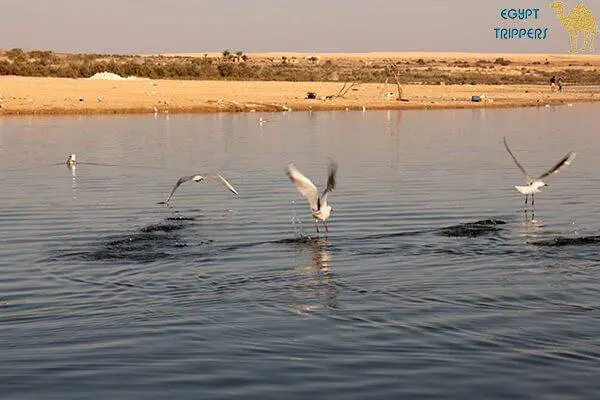 Swazi or Fayoum feathers