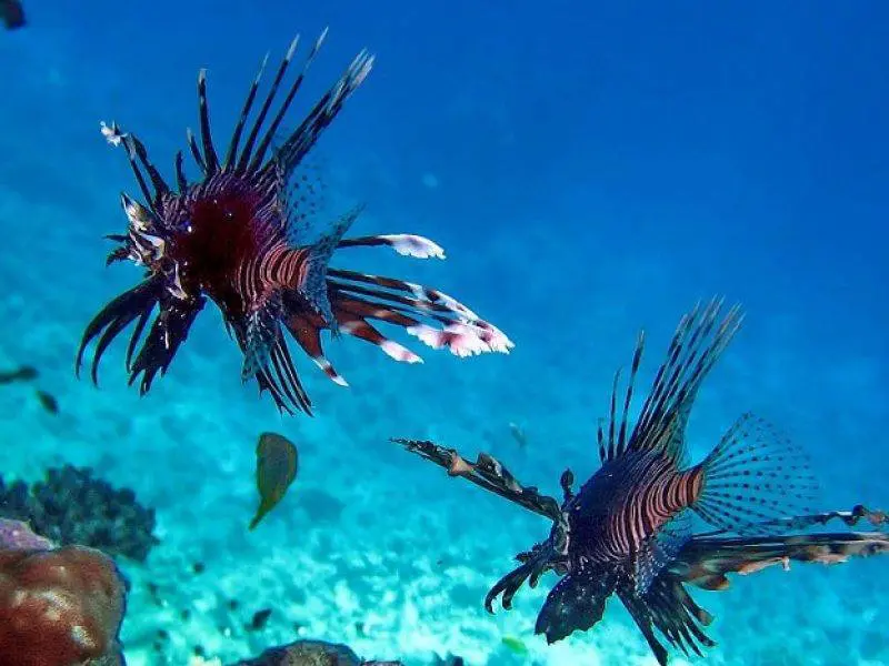 sharm-el-sheikh55
